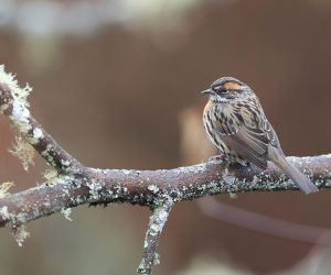 Rufous-breasted Accentor, 棕胸岩鹨, Prunella strophiata-gallery-