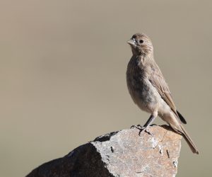 Streaked Rosefinch, 拟大朱雀, Carpodacus rubicilloides-gallery-