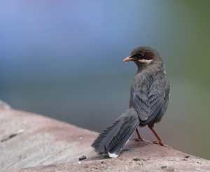 Brown-cheeked Laughingthrush, 灰腹噪鹛, Trochalopteron henrici-gallery-