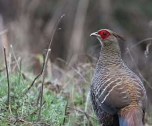 Kalij Pheasant, 黑鹇, Lophura leucomelanos-gallery-