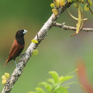 Chestnut Munia, 栗腹文鸟, Lonchura atricapilla-gallery-