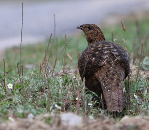 Satyr Tragopan, 红胸角雉, Tragopan satyra-gallery-