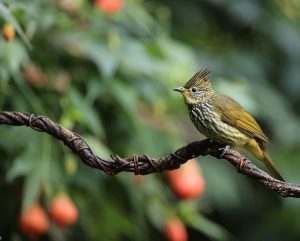 Striated Bulbul, 纵纹绿鹎, Pycnonotus striatus-gallery-