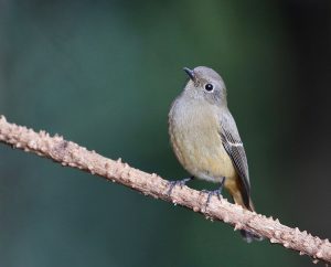 Blue-fronted Redstart, 蓝额红尾鸲, Phoenicurus frontalis-gallery-