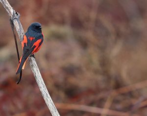 Long-tailed Minivet, 长尾山椒鸟, Pericrocotus ethologus-gallery-