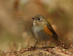 Himalayan Bluetail, 蓝眉林鸲, Tarsiger rufilatus-gallery-