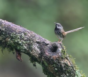 Black-throated Prinia, 黑胸山鹪莺, Prinia atrogularis-gallery-