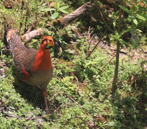 Blyth’s Tragopan, 灰腹角雉, Tragopan blythii-gallery-