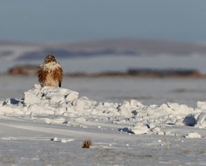 Upland Buzzard, 大鵟, Buteo hemilasius-gallery-