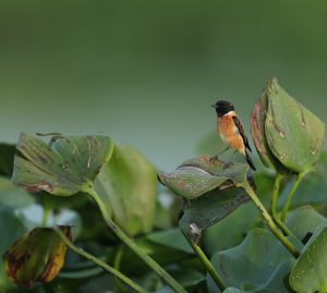 Siberian Stonechat, 黑喉石䳭, Saxicola maurus-gallery-