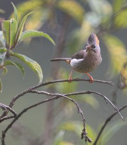 Rufous-vented Yuhina, 棕臀凤鹛, Yuhina occipitalis-gallery-