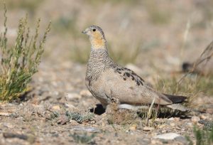 Tibetan Sandgrouse, 西藏毛腿沙鸡, Syrrhaptes tibetanus-gallery-