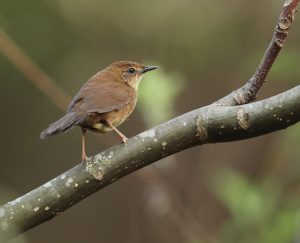 Russet Bush Warbler, 黄褐短翅莺, Locustella mandelli-gallery-