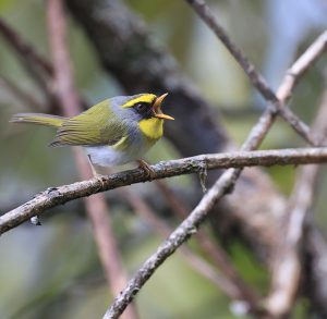 Black-faced Warbler, 黑脸鹟莺, Abroscopus schisticeps-gallery-