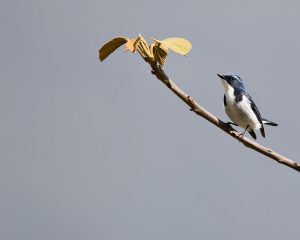 Ultramarine Flycatcher, 百眉蓝鹟, Ficedula superciliaris-gallery-