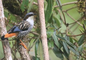 Himalayan Cutia, 班胁姬鹛, Cutia nipalensis-gallery-