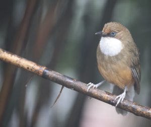 White-throated Laughingthrush, 白喉噪鹛, Pterorhinus albogularis-gallery-