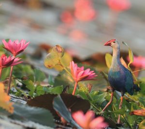 Grey-headed Swamphen, 紫水鸡, Porphyrio poliocephalus-gallery-