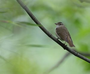 Large-billed Leaf Warbler, 乌嘴柳莺, Phylloscopus magnirostris-gallery-