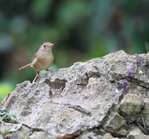 Buff-breasted Babbler, 棕胸雅鹛, Pellorneum tickelli-gallery-