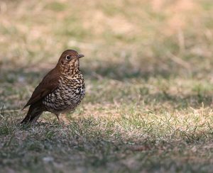 Himalayan Forest Thrush, 喜山光背地鸫, Zoothera salimalii-gallery-