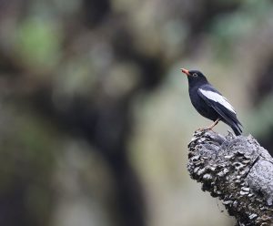 Grey-winged Blackbird, 灰翅鸫, Turdus boulboul-gallery-