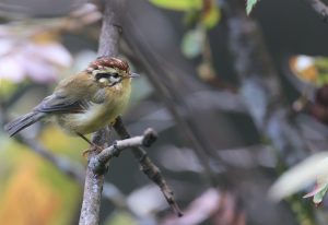 Rufous-winged Fulvetta, 栗头雀鹛, Alcippe castaneceps-gallery-