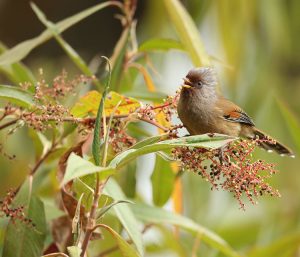 Rusty-fronted Barwing, 锈额斑翅鹛, Actinodura egertoni-gallery-