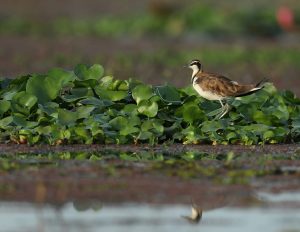 Pheasant-tailed Jacana, 水雉, Hydrophasianus chirurgus-gallery-