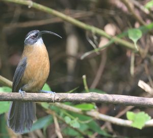 Slender-billed Scimitar Babbler, 剑嘴鹛, Pomatorhinus superciliaris-gallery-