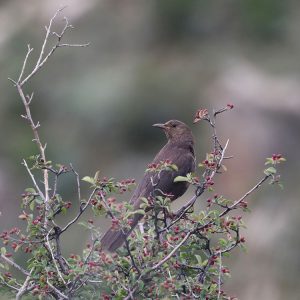 Tibetan Blackbird, 西藏乌鸫, Turdus maximus-gallery-