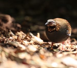 Rufous-throated Partridge, 红喉山鹧鸪, Arborophila rufogularis-gallery-