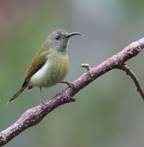 Green-tailed Sunbird, 绿喉太阳鸟, Aethopyga nipalensis-gallery-