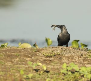 House Crow, 家鸦, Corvus splendens-gallery-