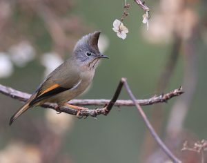 Stripe-throated Yuhina, 纹喉凤鹛, Yuhina gularis-gallery-