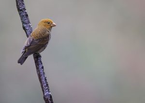 Scarlet Finch, 血雀, Carpodacus sipahi-gallery-