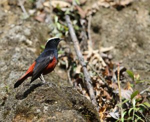 White-capped Water Redstart, 百顶渓鸲, Phoenicurus leucocephalus-gallery-