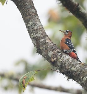 Rufous-bellied Woodpecker, 棕腹啄木鸟, Dendrocopos hyperythrus-gallery-