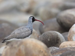 Ibisbill, 鹮嘴鹬, Ibidorhyncha struthersii-gallery-