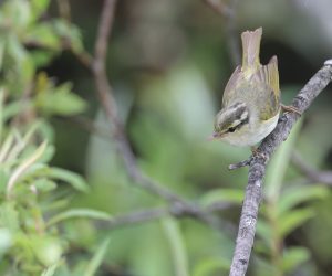 Blyth’s Leaf Warbler, 西南冠纹柳莺, Phylloscopus reguloides-gallery-