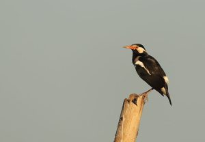 Pied Myna, 斑椋鸟, Gracupica contra-gallery-