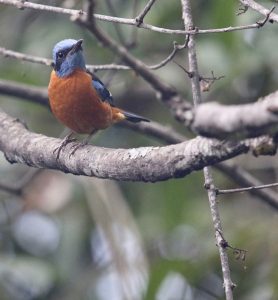 Blue-capped Rock Thrush, 蓝头矶鸫, Monticola cinclorhyncha-gallery-