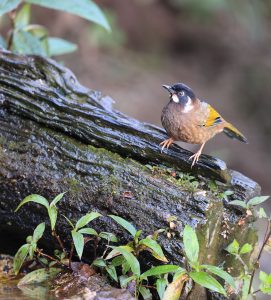 Black-faced Laughingthrush, 黑顶噪鹛, Trochalopteron affine-gallery-