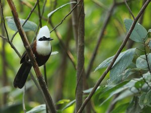 White-crested Laughingthrush, 白冠噪鹛, Garrulax leucolophus-gallery-