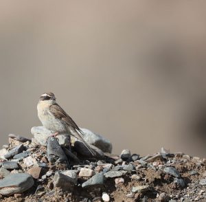 Brown Accentor, 褐岩鹨, Prunella fulvescens-gallery-