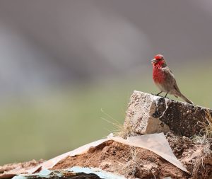 Red-fronted Rosefinch, 红胸朱雀, Carpodacus puniceus-gallery-