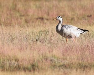 Bar-headed Goose, 斑头雁, Anser indicus-gallery-