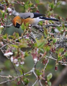 Red-headed Bullfinch, 红头灰雀, Pyrrhula erythrocephala-gallery-