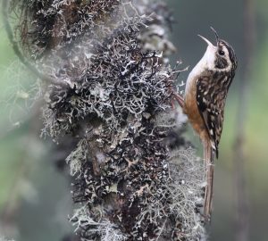 Rusty-flanked Treecreeper, 锈红腹旋木雀, Certhia nipalensis-gallery-