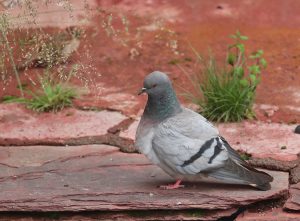 Hill Pigeon, 岩鸽, Columba rupestris-gallery-